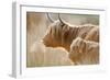 Highland Cattle Adult with Young-null-Framed Photographic Print