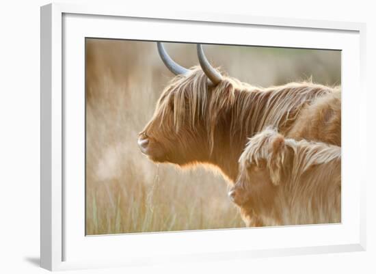 Highland Cattle Adult with Young-null-Framed Photographic Print