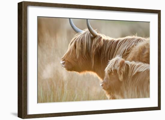 Highland Cattle Adult with Young-null-Framed Photographic Print