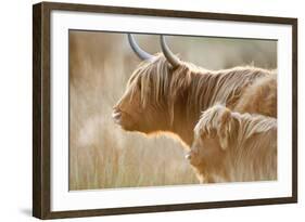 Highland Cattle Adult with Young-null-Framed Photographic Print