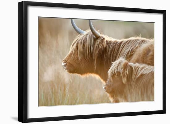 Highland Cattle Adult with Young-null-Framed Photographic Print