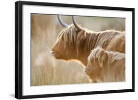 Highland Cattle Adult with Young-null-Framed Photographic Print