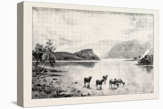 Highland Cattle Among the Islands in Loch Lomond-null-Stretched Canvas