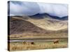 Highland Cattle, Ben More in the Distance, Isle of Mull, Scotland, United Kingdom, Europe-Patrick Dieudonne-Stretched Canvas