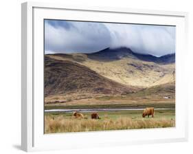 Highland Cattle, Ben More in the Distance, Isle of Mull, Scotland, United Kingdom, Europe-Patrick Dieudonne-Framed Photographic Print