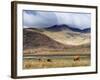 Highland Cattle, Ben More in the Distance, Isle of Mull, Scotland, United Kingdom, Europe-Patrick Dieudonne-Framed Photographic Print