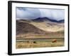 Highland Cattle, Ben More in the Distance, Isle of Mull, Scotland, United Kingdom, Europe-Patrick Dieudonne-Framed Photographic Print