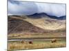 Highland Cattle, Ben More in the Distance, Isle of Mull, Scotland, United Kingdom, Europe-Patrick Dieudonne-Mounted Photographic Print