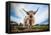 Highland Cattle (Bos Taurus), Gloucestershire, England, United Kingdom, Europe-John Alexander-Framed Stretched Canvas