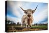 Highland Cattle (Bos Taurus), Gloucestershire, England, United Kingdom, Europe-John Alexander-Stretched Canvas