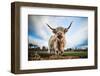 Highland Cattle (Bos Taurus), Gloucestershire, England, United Kingdom, Europe-John Alexander-Framed Premium Photographic Print