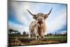 Highland Cattle (Bos Taurus), Gloucestershire, England, United Kingdom, Europe-John Alexander-Mounted Premium Photographic Print