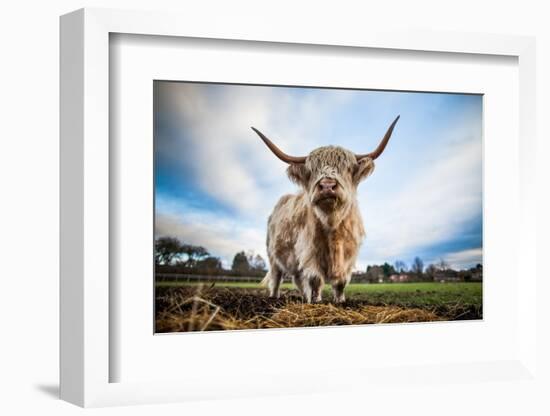 Highland Cattle (Bos Taurus), Gloucestershire, England, United Kingdom, Europe-John Alexander-Framed Photographic Print