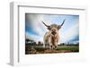 Highland Cattle (Bos Taurus), Gloucestershire, England, United Kingdom, Europe-John Alexander-Framed Photographic Print