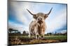 Highland Cattle (Bos Taurus), Gloucestershire, England, United Kingdom, Europe-John Alexander-Mounted Photographic Print