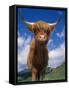 Highland Cattle Bull Portrait, Scotland, UK-Niall Benvie-Framed Stretched Canvas