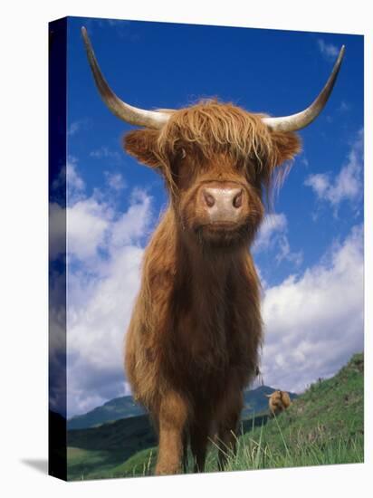 Highland Cattle Bull Portrait, Scotland, UK-Niall Benvie-Stretched Canvas