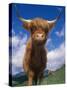 Highland Cattle Bull Portrait, Scotland, UK-Niall Benvie-Stretched Canvas