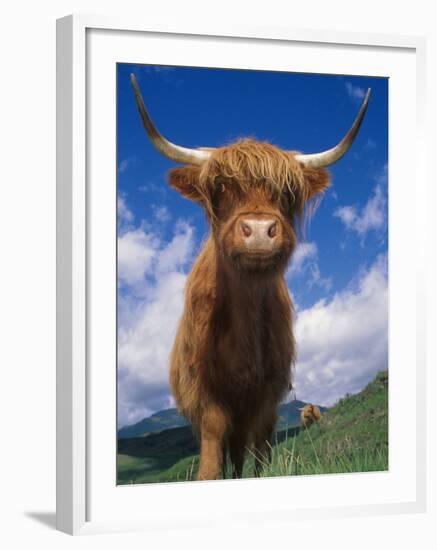 Highland Cattle Bull Portrait, Scotland, UK-Niall Benvie-Framed Photographic Print