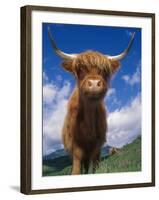 Highland Cattle Bull Portrait, Scotland, UK-Niall Benvie-Framed Photographic Print