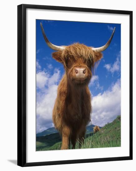 Highland Cattle Bull Portrait, Scotland, UK-Niall Benvie-Framed Photographic Print