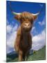 Highland Cattle Bull Portrait, Scotland, UK-Niall Benvie-Mounted Photographic Print
