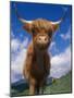 Highland Cattle Bull Portrait, Scotland, UK-Niall Benvie-Mounted Photographic Print