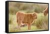 Highland Cattle Calf on Grazing Marsh-null-Framed Stretched Canvas