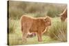 Highland Cattle Calf on Grazing Marsh-null-Stretched Canvas