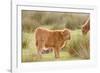 Highland Cattle Calf on Grazing Marsh-null-Framed Photographic Print