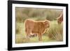 Highland Cattle Calf on Grazing Marsh-null-Framed Photographic Print