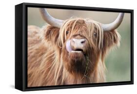 Highland Cattle Chewing on Grass-null-Framed Stretched Canvas