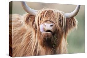 Highland Cattle Chewing on Grass-null-Stretched Canvas