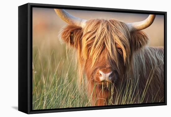 Highland Cattle Chewing on Grass-null-Framed Stretched Canvas