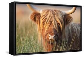 Highland Cattle Chewing on Grass-null-Framed Stretched Canvas