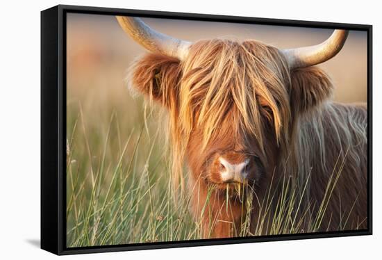 Highland Cattle Chewing on Grass-null-Framed Stretched Canvas