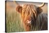 Highland Cattle Chewing on Grass-null-Stretched Canvas