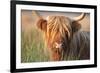 Highland Cattle Chewing on Grass-null-Framed Photographic Print