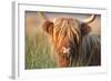 Highland Cattle Chewing on Grass-null-Framed Photographic Print