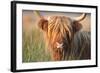 Highland Cattle Chewing on Grass-null-Framed Photographic Print