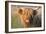 Highland Cattle Chewing on Grass-null-Framed Photographic Print