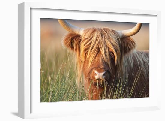 Highland Cattle Chewing on Grass-null-Framed Photographic Print