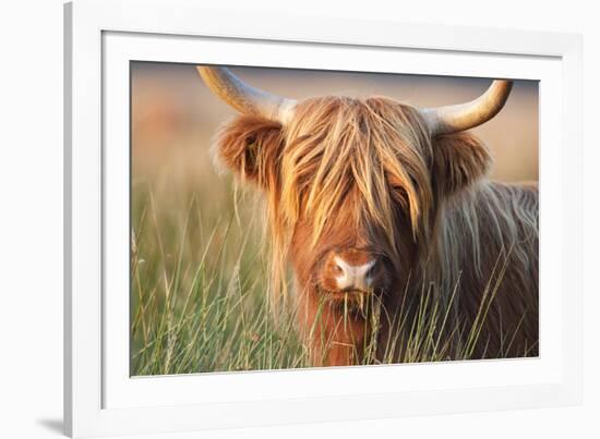 Highland Cattle Chewing on Grass-null-Framed Photographic Print