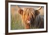 Highland Cattle Chewing on Grass-null-Framed Photographic Print