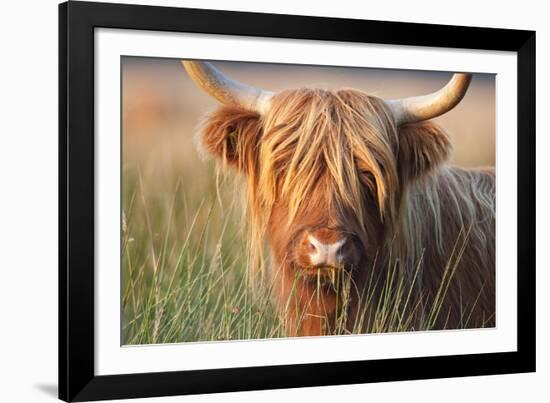 Highland Cattle Chewing on Grass-null-Framed Photographic Print