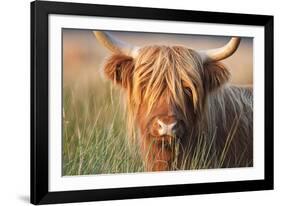 Highland Cattle Chewing on Grass-null-Framed Photographic Print