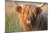 Highland Cattle Chewing on Grass-null-Mounted Photographic Print