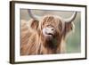 Highland Cattle Chewing on Grass-null-Framed Photographic Print