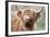 Highland Cattle Chewing on Grass-null-Framed Photographic Print