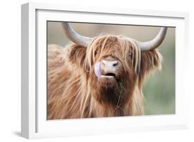 Highland Cattle Chewing on Grass-null-Framed Photographic Print